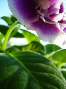 In shade of purple and green